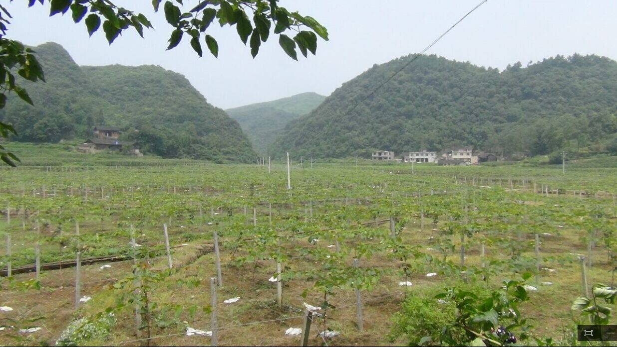 紫秋葡萄示范基地